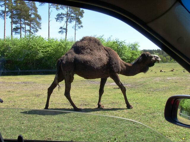 Nimmt mich jemand mit nach Tunesien?