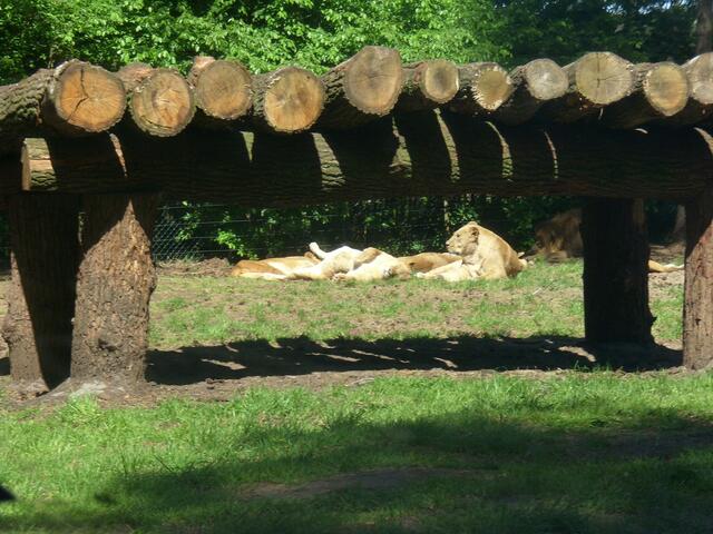 ...na und, Sonne auf dem Bauch ist schöner.