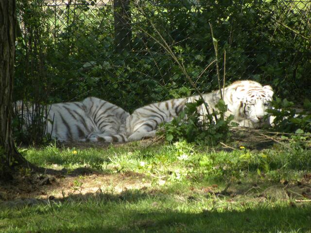 Seit wann nennt der uns seine weißen Brüder?