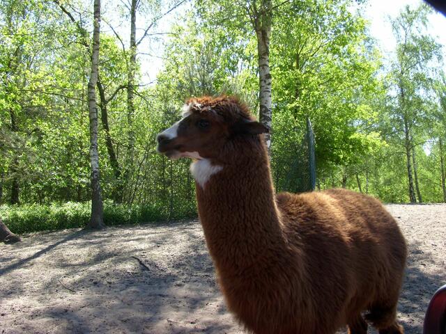 ...oder soll ich erst spucken?