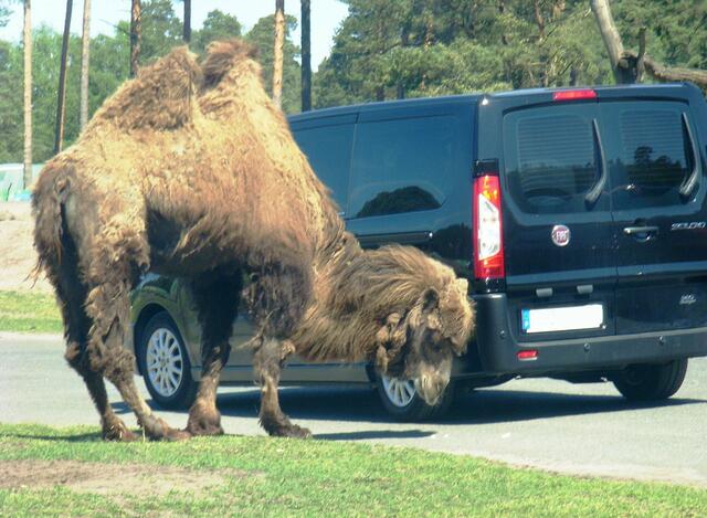 ....bißchen mickrig.