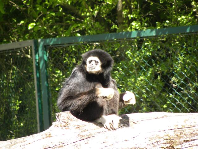 Blöder Gi(e)r-Affentyp...