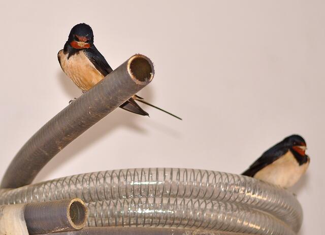 Wenn kein Ast zur Verfügung steht ........