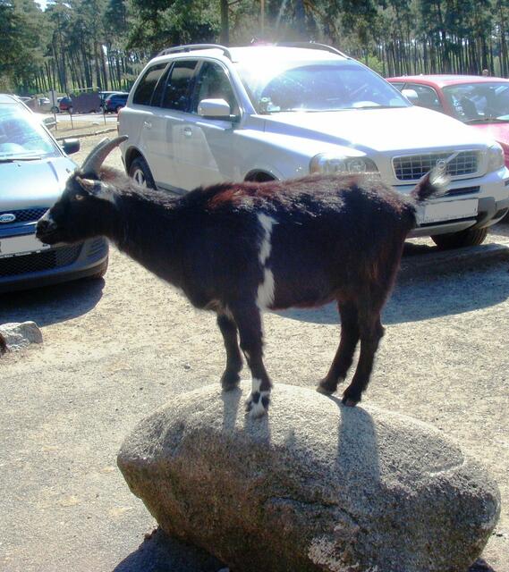 Ich seh sie  -- gleich gibt's Leckerlis