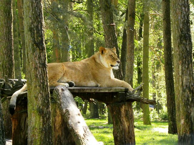 Vielleicht haben unsere weißen Brüder da drüben ja Appetit...