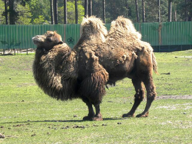 Immer mit der Ruhe......