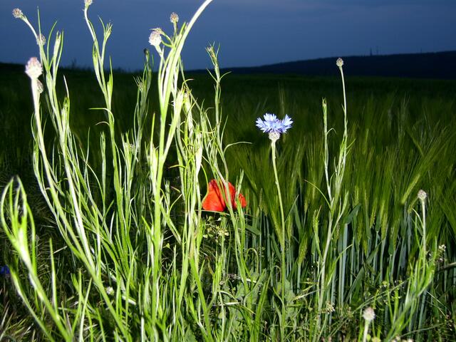 Mohn, Kornblume und Getreide am Wegesrand.