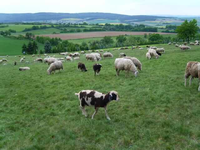 Schafherde mit Blick ins Lahntal