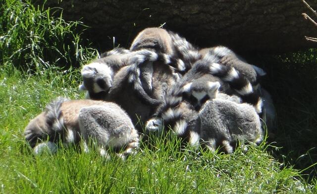 Ein großer Lemuren-Kuschel-Haufen