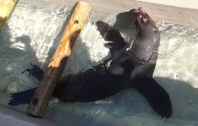 Nach der Robbenfütterung