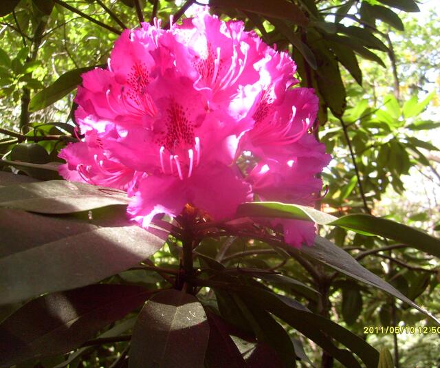 Ich sage Tschüss mit diesem Pink-Kopf! Nur ein einziger Trieb mit dieser Blüte!