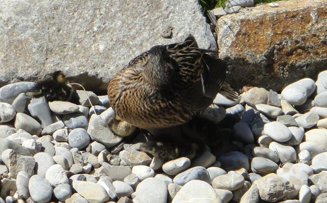 Aber die Mama ist mit den Geschwistern nicht weit weg