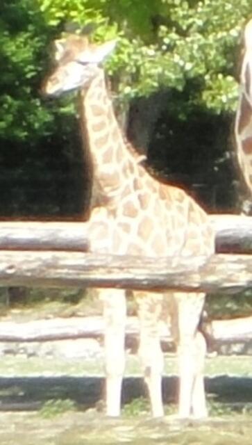 Giraffe Luna ist 2 Monate alt