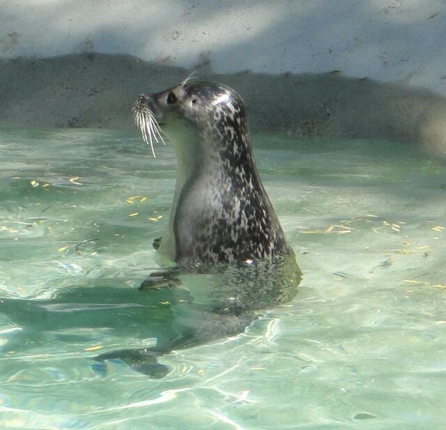 einmal aufgeschaut und wieder abgetaucht
