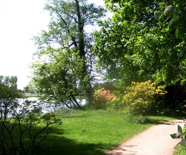 Rhododendronbüsche am See