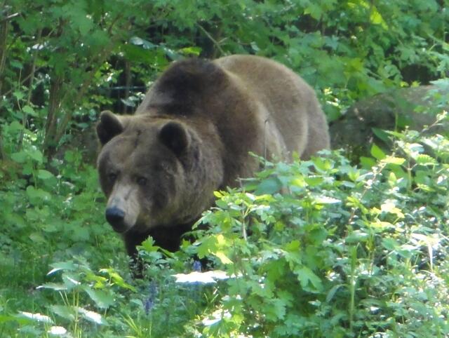 Bär im Grünen