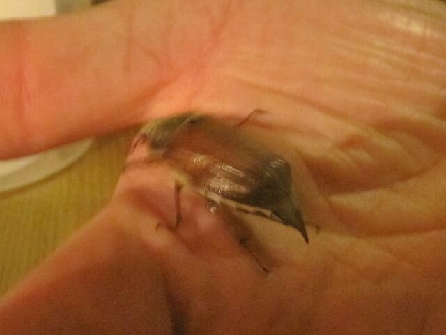 und auch auf Haps Hand