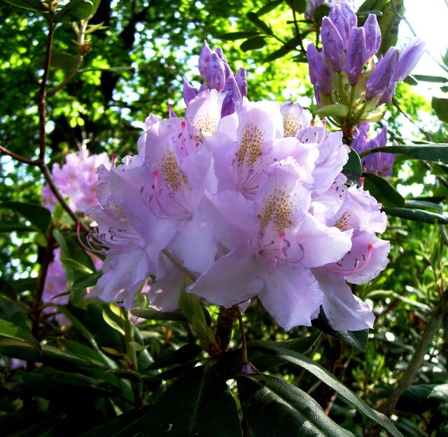 daraus eine Blüte und
