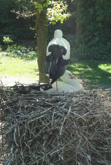 Störche im Zoo - einer von ihnen hat 2 Frauen-Störche - eine weltweite Sensation!