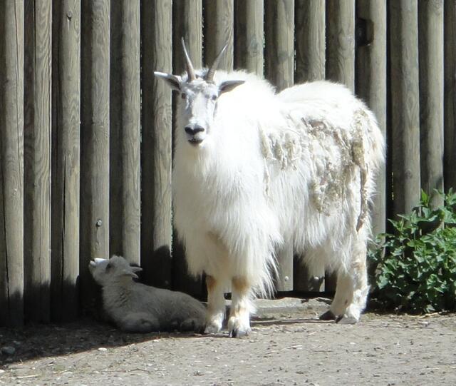 Das Kleine fühlt sich wohl im Schatten der Mama