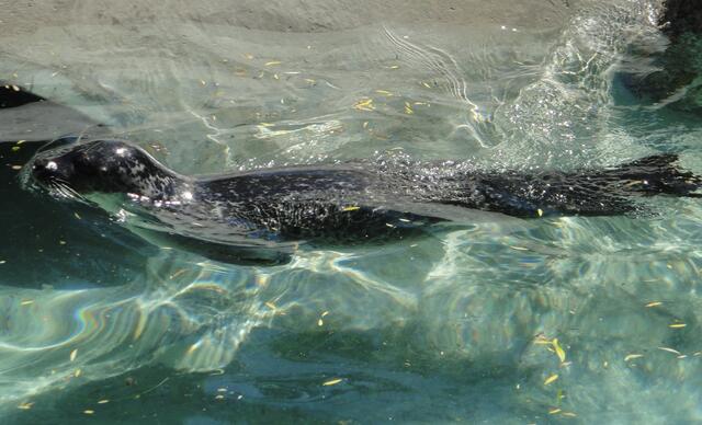 Die Seelöwen bewegen sich geschmeidig im Wasser