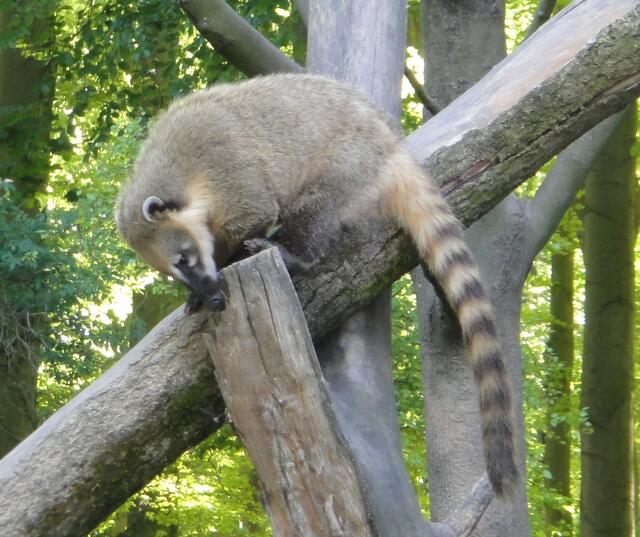 Der Nasenbär hat ausgeschlafen!