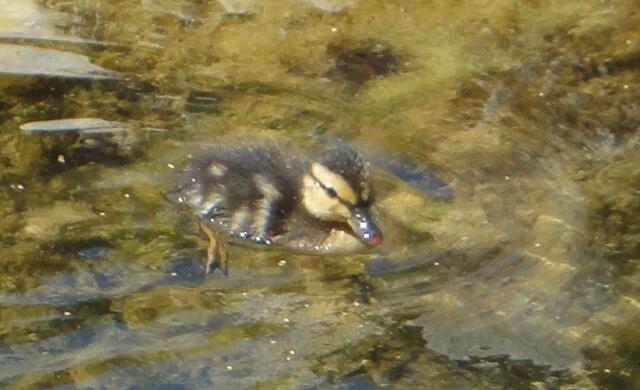 Einsames, tellerhandgroßes Küken