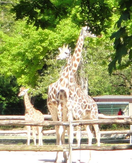 Giraffen-Familie