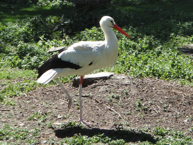 Vielleicht ist das der Storch mit dem Harem?