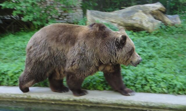 Der Bär auf Wanderschaft