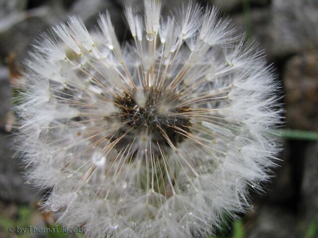 Die kennen wir: eine Pusteblume. :-)
