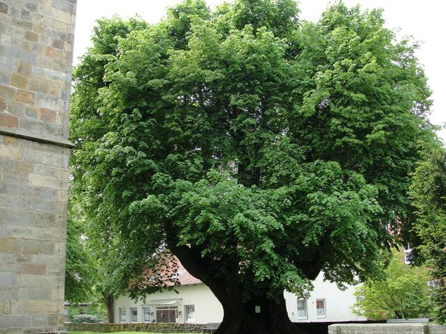 Phänomenales Naturdenkmal "Tilly-Linde" unter http://www.myheimat.de/barsinghausen/natur/naturdenkmal-tilly-linde-d1782847.html