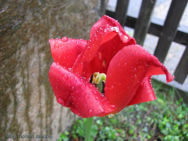 Tulpe im Regen.
