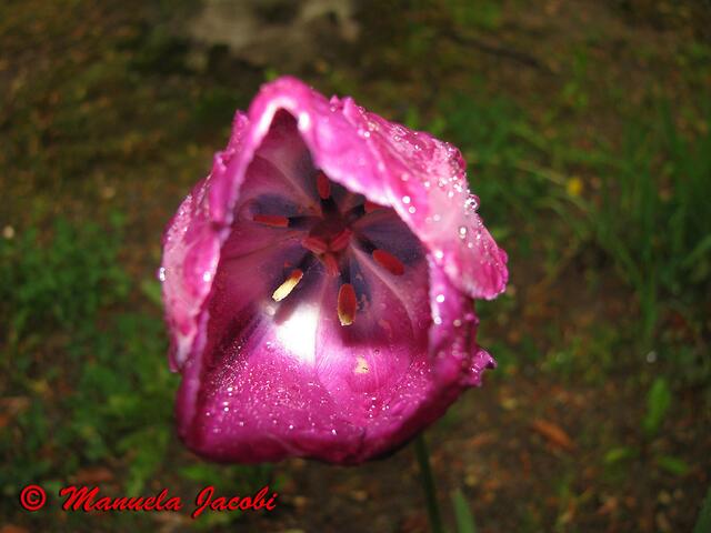 Wieder eine Tulpe.