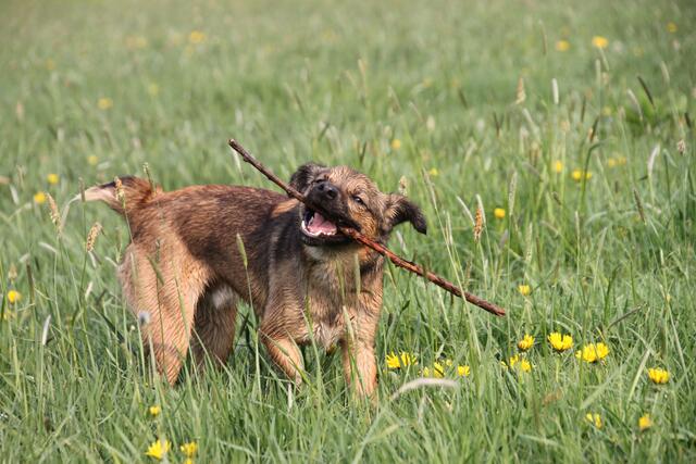 Eine Wiese und ein Stock. So einfach kann Hundeglück sein.