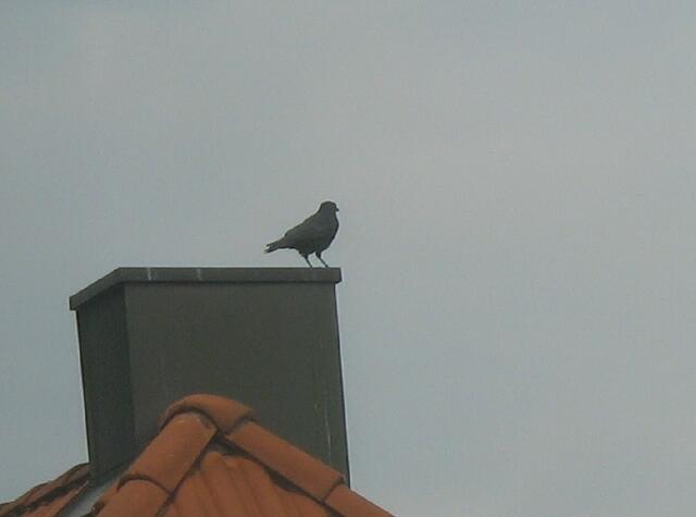 Der junge Kolkrabe: Soll ich, oder soll ich nicht...