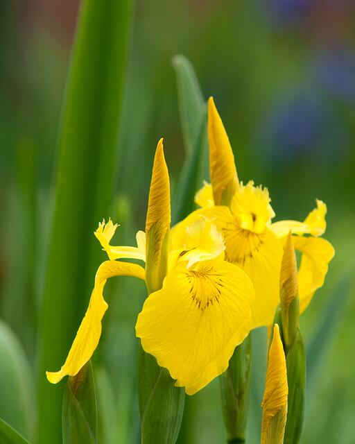 Iris in gelb.