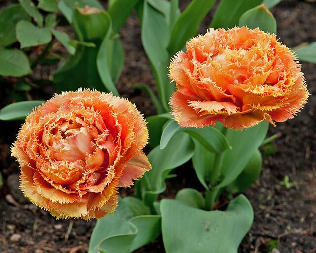 Tulpenblüten.