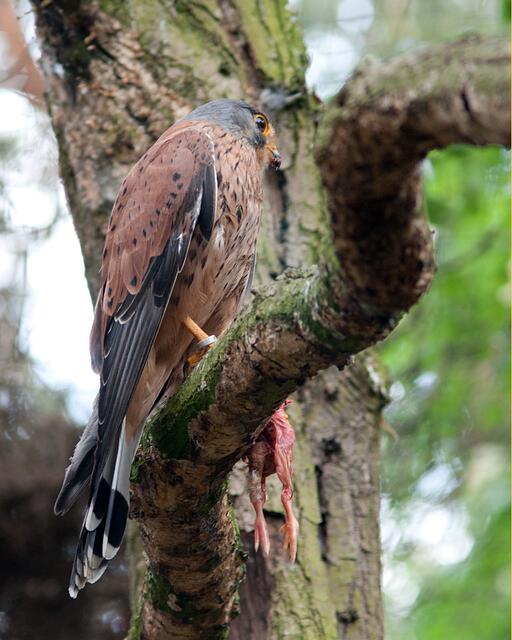 Turmfalke mit Futter.