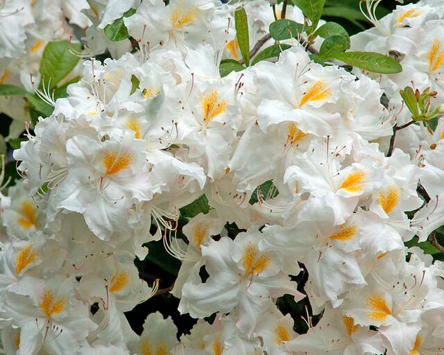 Rododendronblüten in weiß.