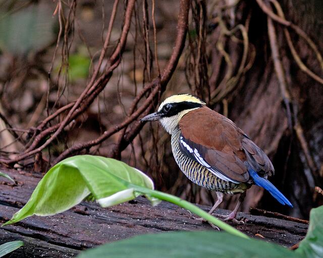 Bänderpitta