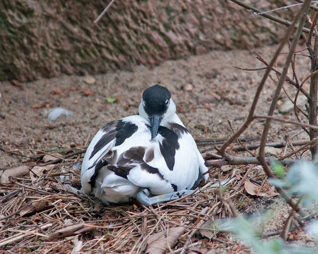 Säbelschnäbler auf dem Nest