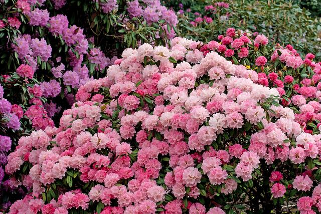 Rhododendron mit Miniblüten.