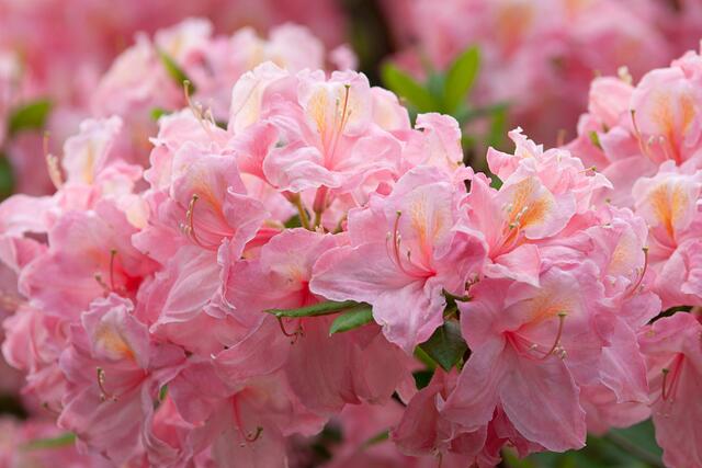 Zarte Farben - Rhododendronblüte