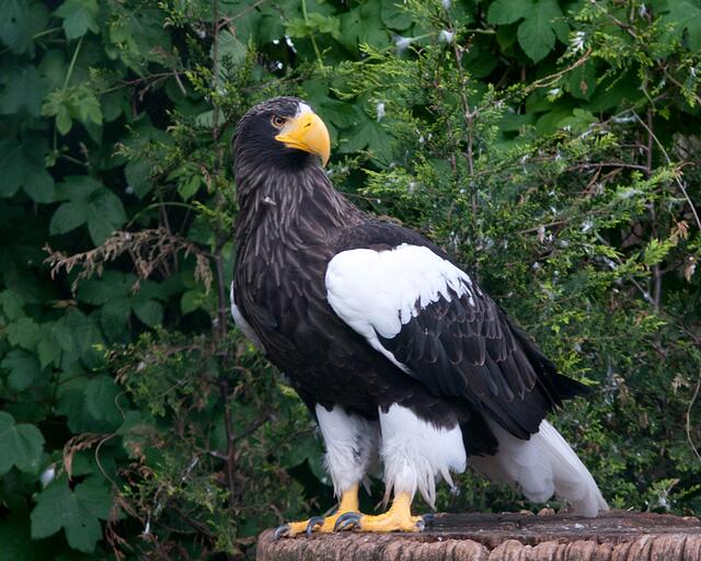 Riesenseeadler