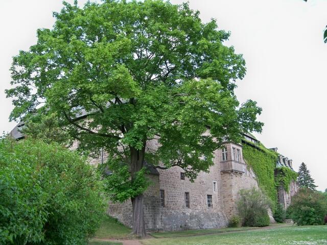 Schloß Burgscheidungen - Rückansicht