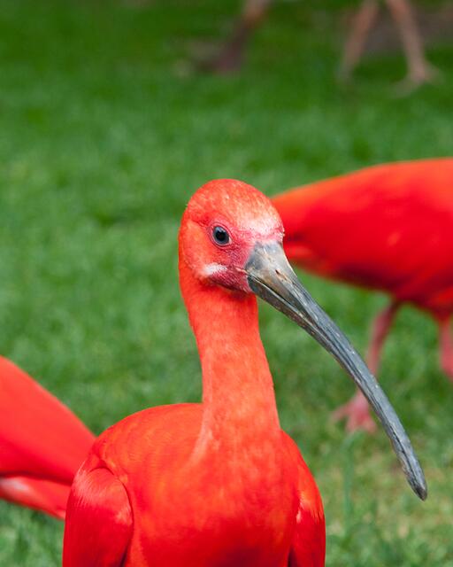 Roter Sichler.