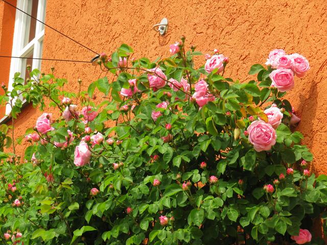 ... der Duft dieser Rose war Atemberaubend ...
