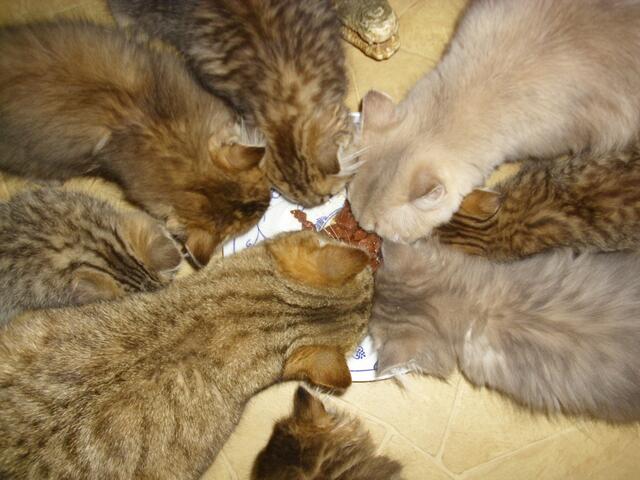 Es schmeckt! Knipser gut zwischen Anabelle & Tochter Isabelle zu erkennen...