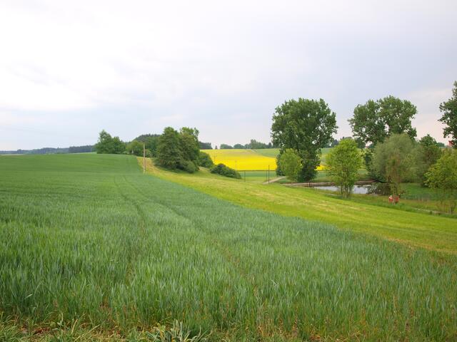 vorbei an satten Wiesen und Feldern
